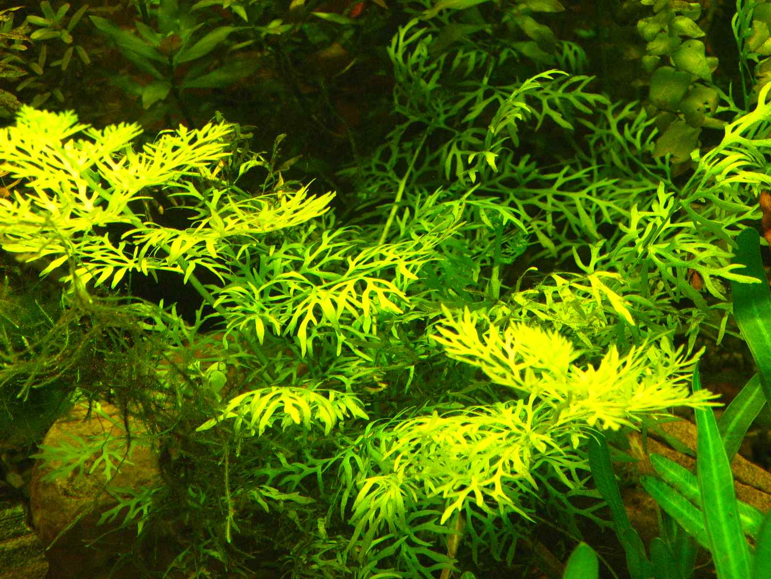 Ceratopteris Thalictroides